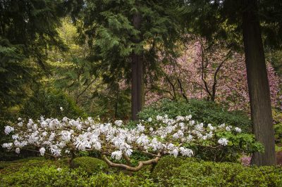 Magnolia: varietà di piccole dimensioni per balcone e giardino