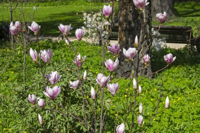 Le magnolie hanno bisogno di humus e di un terreno leggermente acido