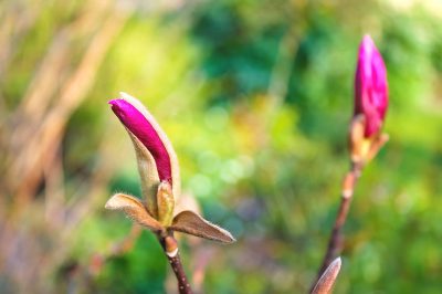 Magnolia: le gemme si formano prima dell'inverno