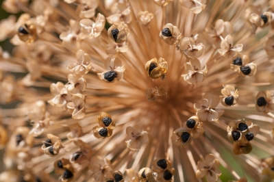 La specie di narciso più importante