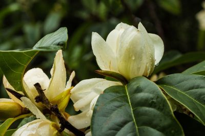 Malattie comuni delle magnolie