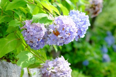 L'ortensia incanta con i suoi splendidi fiori all'ombra