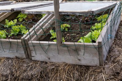 Giardinaggio biologico: Più di una semplice tendenza