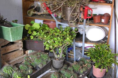 L'ortensia lascia cadere i fiori - qual è la causa?