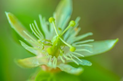 Solo alcune specie di passiflora sono resistenti fino a - 15 °C