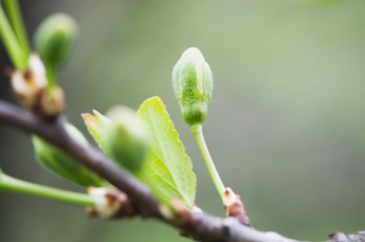 La magnolia è solo leggermente velenosa per gli esseri umani - ma pericolosa per gli animali