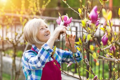 Taglio delle magnolie: Quando è il momento migliore?