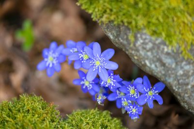 Le passiflore pluriennali fioriscono per molti anni