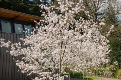Le ortensie rosse hanno bisogno del terreno giusto