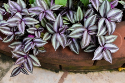 La magnolia non è adatta come pianta da appartamento