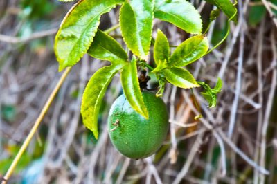 La Passiflora ha le foglie gialle - Cosa aiuta?