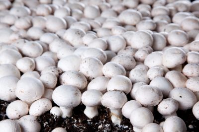 Quanto tempo si conservano i funghi?