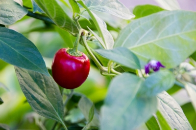 Essiccazione dei semi di peperoncino - istruzioni e consigli pratici