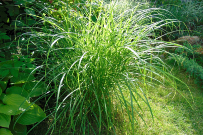 La canna cinese 'Eulalia' ha bisogno di una barriera alle radici?