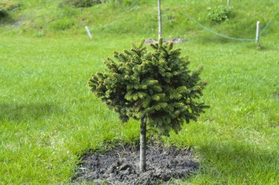 La canna cinese è adatta per una siepe?