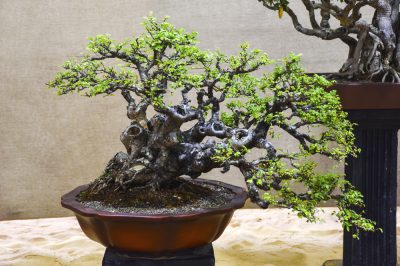 L'olmo cinese in forma di bonsai