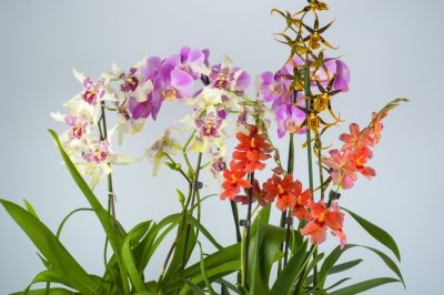 Perché l'orchidea Cymbidium non fiorisce?