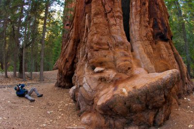 La più grande sequoia del mondo - una meraviglia della natura