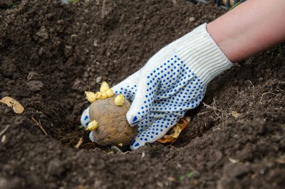 Quali piantine puoi piantare direttamente nel compost? 