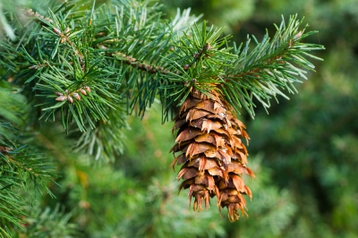 Abete di Douglas - questo impressionante albero è velenoso?