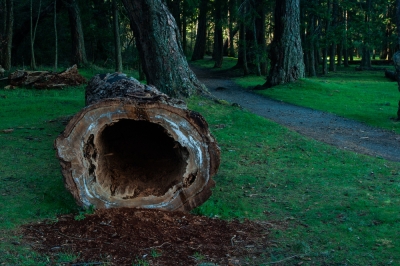 Abete Douglas - quali malattie sfidano l'albero?