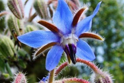 Echinocereus è resistente e adatto al giardino