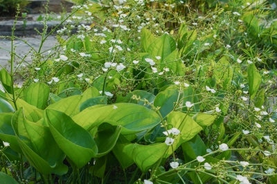 Fatti interessanti sul fiore dell'Echinodorus