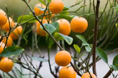 Quali bei funghi puoi coltivare da solo nel tuo giardino di casa