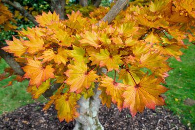 Engineering a Yew Hedge - How to Plant a Yew Hedge Hedge