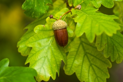 Quercia - foglie piegate con valore di riconoscimento