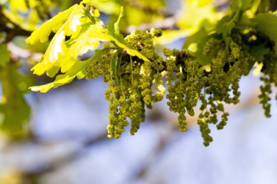 La quercia - una breve e allo stesso tempo rara fioritura