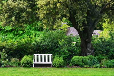 La quercia - fornitore di ombra di lunga durata nel giardino di casa