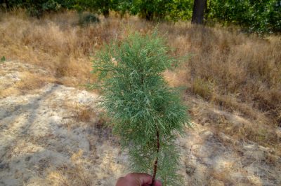 Le querce - ingegnosi tuttofare della foresta