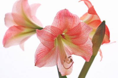 Le begonie di ghiaccio fioriscono in diversi colori?