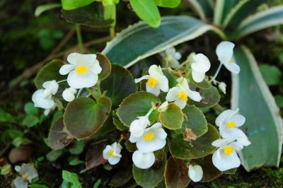 La begonia del ghiaccio è resistente?