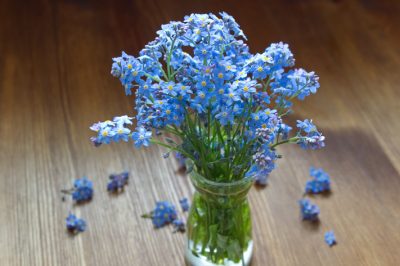 Quale posizione rende giustizia al fiore dell'edera?