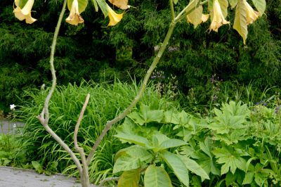 Fertilizzare le trombe degli angeli - una necessità utile