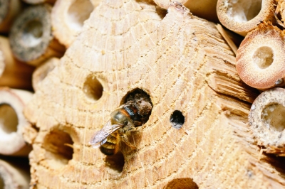 Quando le foglie della tromba degli angeli presentano dei buchi - cause e misure