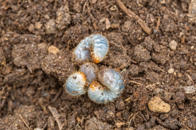 Le larve sono sempre un male in giardino?
