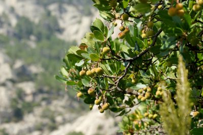 La cura del corbezzolo