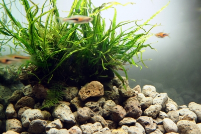 Le piante mediterranee hanno bisogno di un terreno speciale?