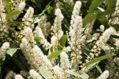 Le pulci di terra non hanno affari nei vasi di fiori