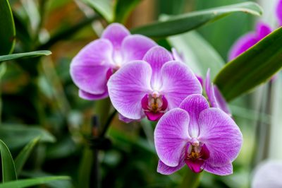 Orchidea terrestre: cura e varietà