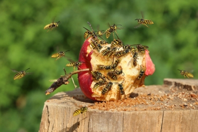 Le vespe possono annidarsi sotto le pietre della pavimentazione?