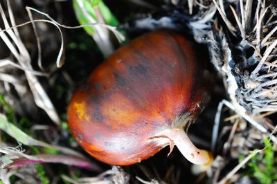 Quando è il tempo della raccolta delle castagne dolci?