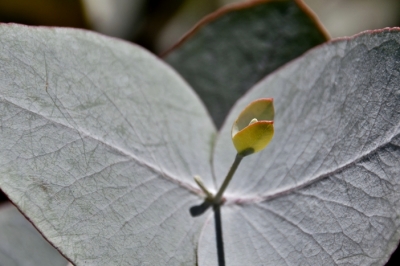 L'Eucalyptus azura è velenoso?