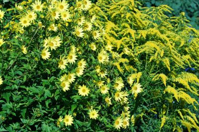 Euphorbia 'Diamond Frost' - come svernare?