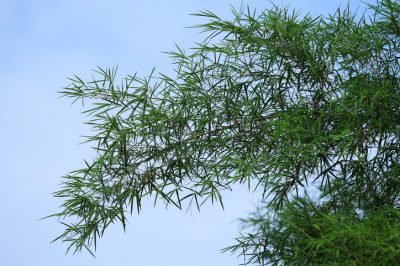 Moltiplicazione di diverse specie di Euphorbia