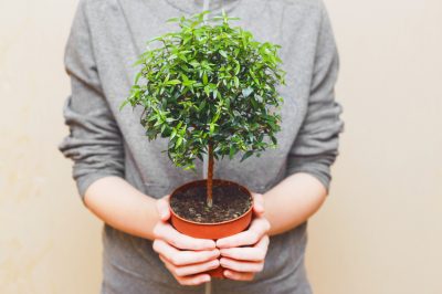 La Fig: Pianta legnosa di medie dimensioni dalla crescita affascinante