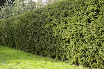 Quali dimensioni raggiunge un acero campestre? intorno all'altezza come albero e arbusto